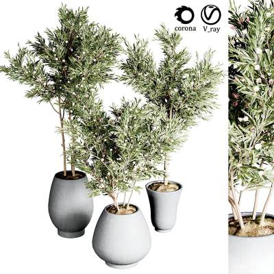 植物盆栽组合